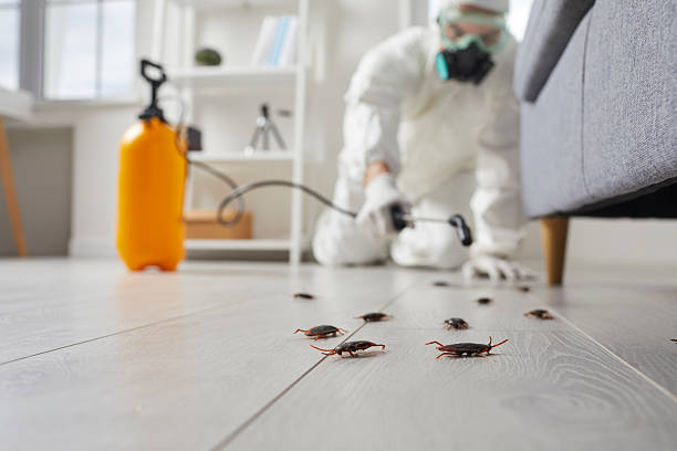 Commercial Kitchen Cockroach Control in Los Ranchos de Albuquerque